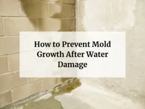 How to Prevent Mold Growth After Water Damage